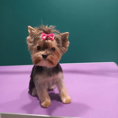 Salon Pielęgnacji Psów Groom Room Racibórz